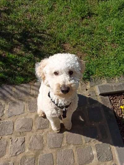 Alles rund um den Pudel-Beitrag-Bild