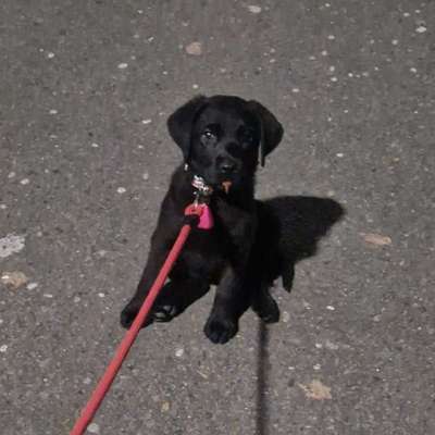Hundetreffen-Molly sucht eine/n Spielkamerad/in ☺️-Profilbild