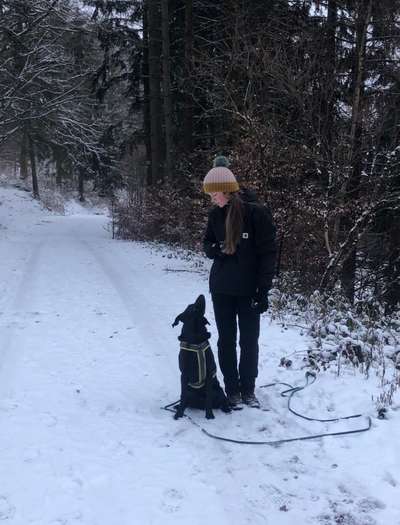 Hundetreffen-Trainigsrunde/Spiel-Bild