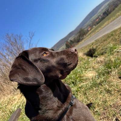 Hundetreffen-Gassirunden in Hann.Münden+Umkreis für freudige Wuffis🙈-Bild