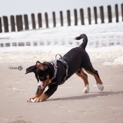 Dogorama-Monats-Challenge-Mai "Wasser"-Beitrag-Bild