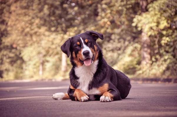 Zeigt mal die schönsten Bilder von euren Hunden !-Beitrag-Bild