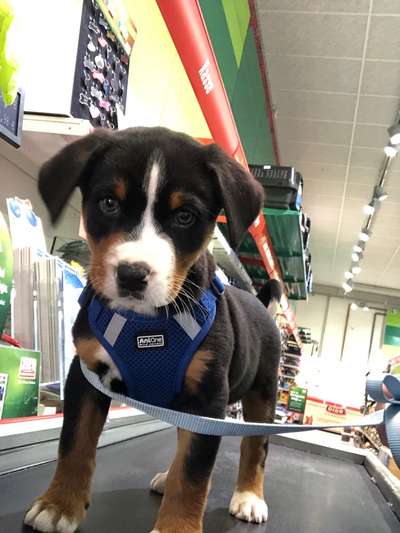 Welpen Bilder !-Beitrag-Bild