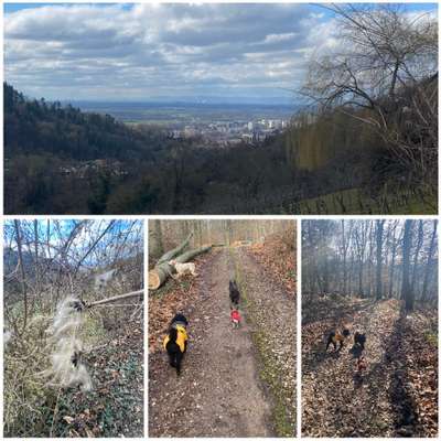 Hundetreffen-Gassi Gruppe Heppenheim-Bild