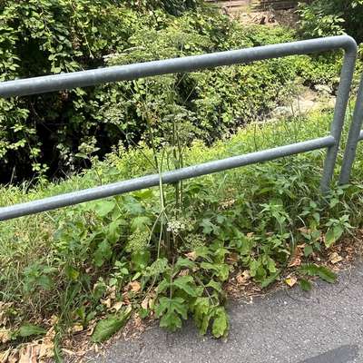 Giftköder-Wiesenbärenklau am Wegesrand-Bild