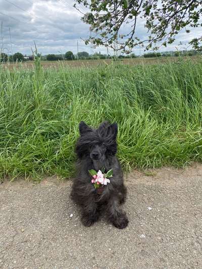 Hundetreffen-Gassi Treff Heppenheim-Bild