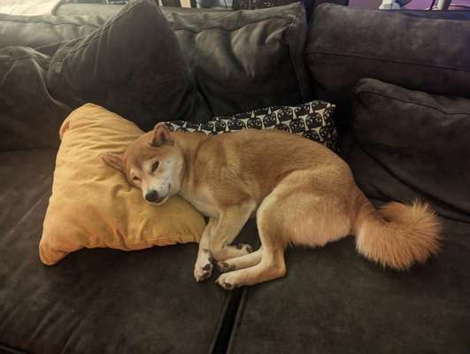 Hundetreffen-Gassi- & Spielrunde Treffen-Bild