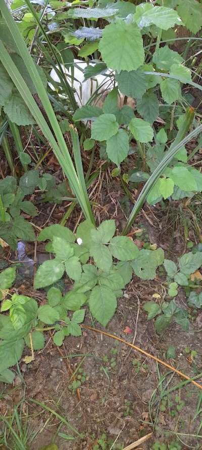 Dogorama Photo Challenge - Tarnung ist alles-Beitrag-Bild