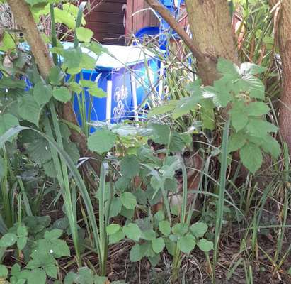 Dogorama Photo Challenge - Tarnung ist alles-Beitrag-Bild