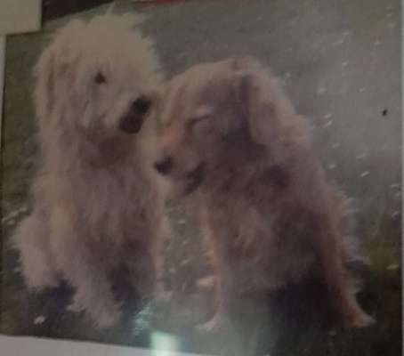 Mischlinge raten - Rätselspaß-Beitrag-Bild