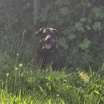 Hundetreffen-Hundekumpel gesucht-Bild