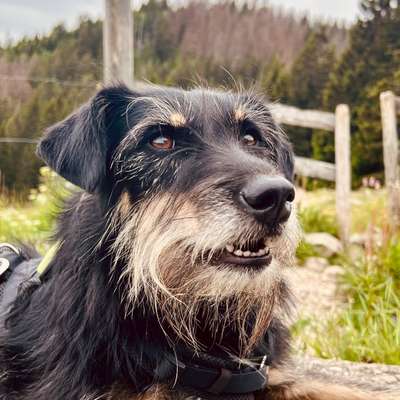 Hundetreffen-Nette Gassifreunde 🐾 gesucht-Bild