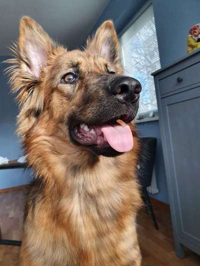 Harzer Fuchs-Beitrag-Bild