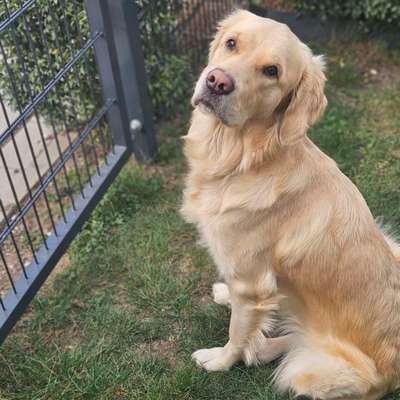 Hundetreffen-Hundekontakte / Trainingspartner-Bild