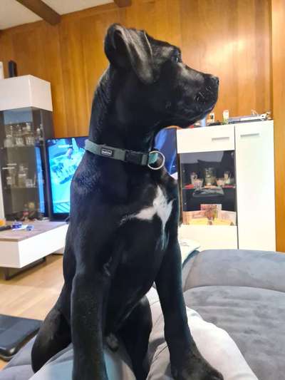 Hundetreffen-Wir suchen Spielkameraden für unseren Cane corso Welpen(5 Monate,20kg)-Bild