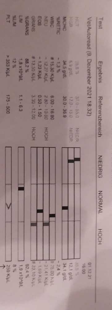 Rüde blutet aus Penis-Beitrag-Bild