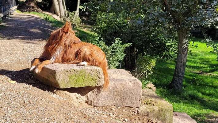 TierschutzhundeStammtisch🐕-Beitrag-Bild
