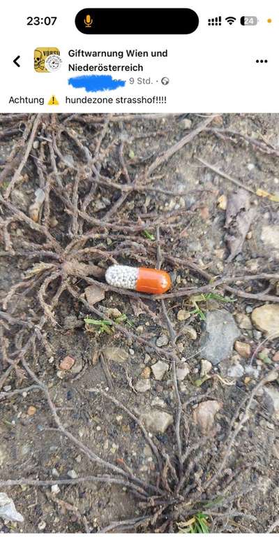 Giftköder-Vermutlich Giftköder auf der Hundewiese-Bild