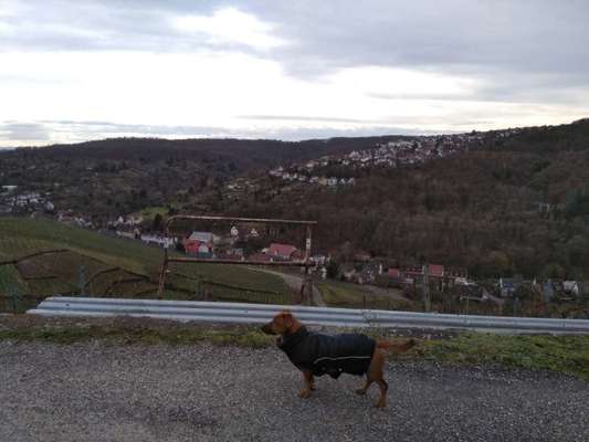 Hundetreffen-Neue Hundekumpels kennenlernen 🐕🐾-Bild