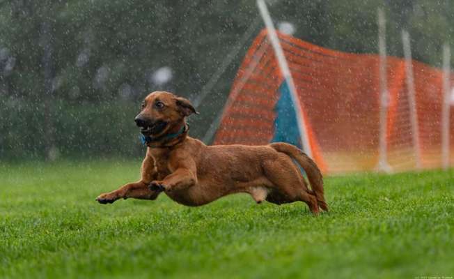 Hundetreffen-Neue Hundekumpels zum spielen finden-Bild