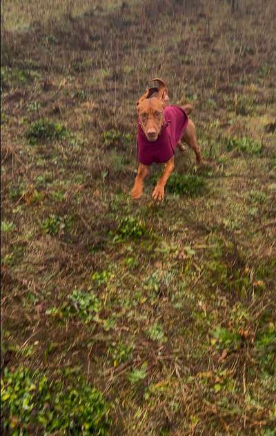 aktuelles Foto Gruppe Magyar Vizsla - Raum Hannover