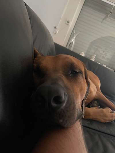Rhodesian Ridgeback-Beitrag-Bild