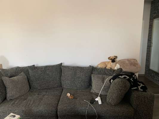 Dogorama Photo Challenge - Tarnung ist alles-Beitrag-Bild