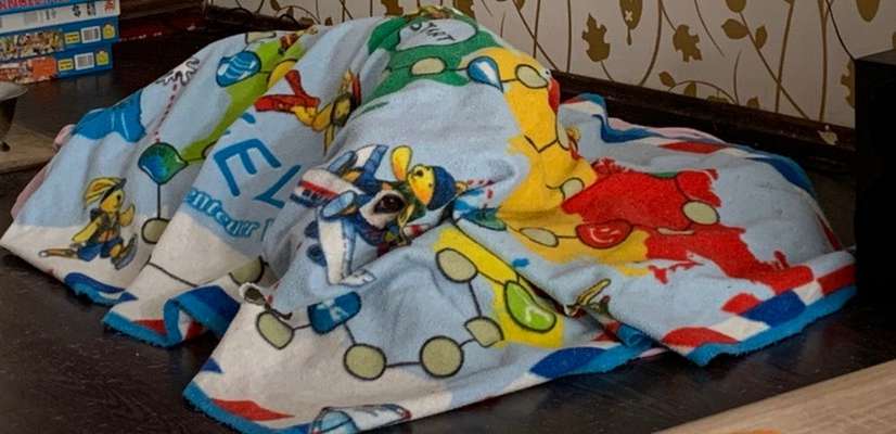 Dogorama Photo Challenge - Tarnung ist alles-Beitrag-Bild