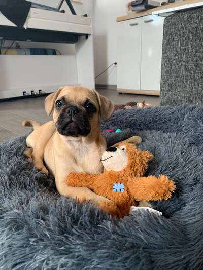 Die Dogorama Monats Challenge "Es grünt und blüht"-Beitrag-Bild