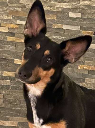 Dogorama Photo Challenge - Hundeblick zum hinschmelzen-Beitrag-Bild