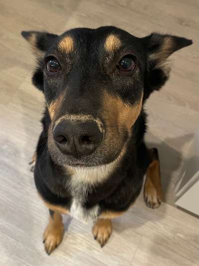 Zeigt mir die tollste Nahaufnahme von eurer Fellnase-Beitrag-Bild