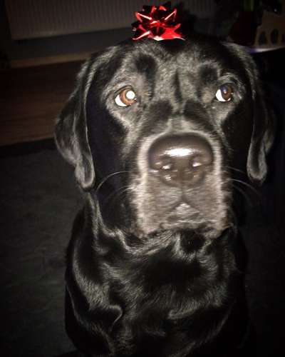 It's beginning to look a lot like.....-Beitrag-Bild