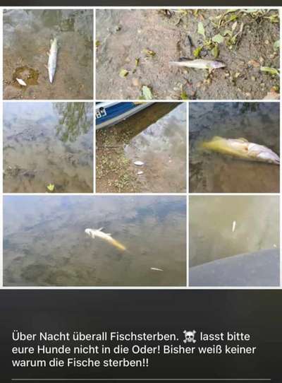 Giftköder-Massen an toten Fischen-Bild