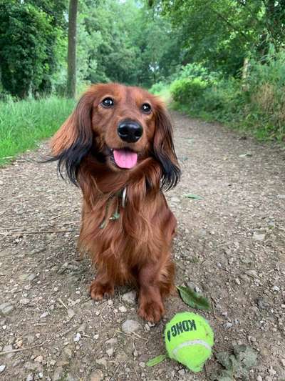 Hundetreffen-Pfotenfreund gesucht 🐾 für gemeinsame Spaziergänge 🌳🌲🌿-Bild