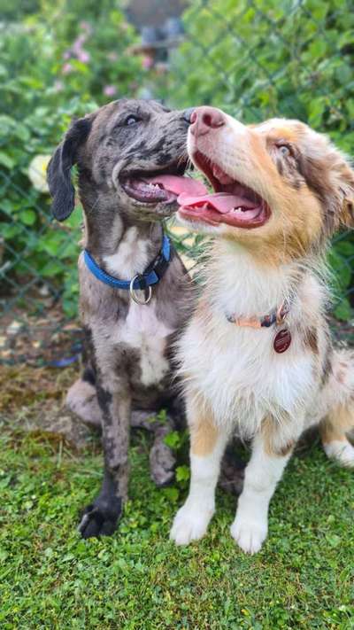 Lustigsten Grimassen von euren Hunden-Beitrag-Bild