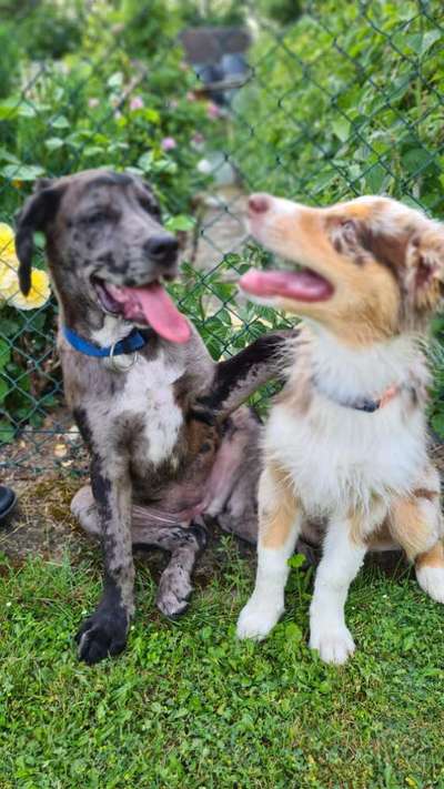 Bester Freund, Hundekumpel - zeigt her!-Beitrag-Bild