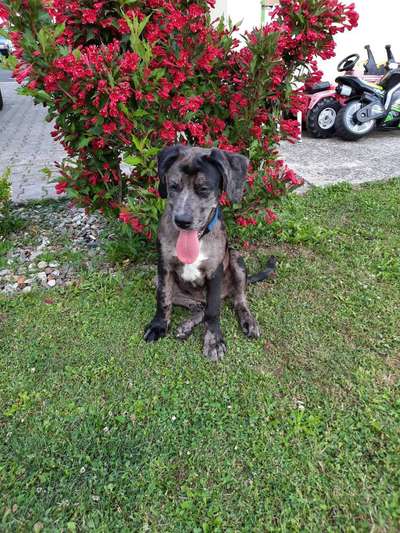 Deutsche Doggen Besitzer zeigt euch-Beitrag-Bild