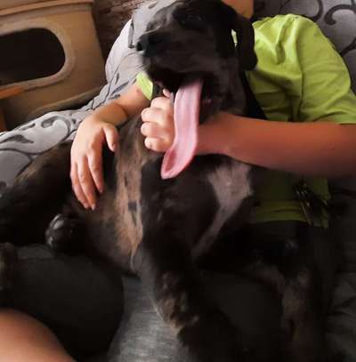 Lustigsten Grimassen von euren Hunden-Beitrag-Bild