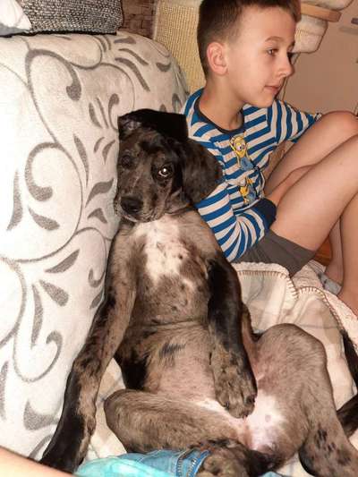 Lustigsten Grimassen von euren Hunden-Beitrag-Bild