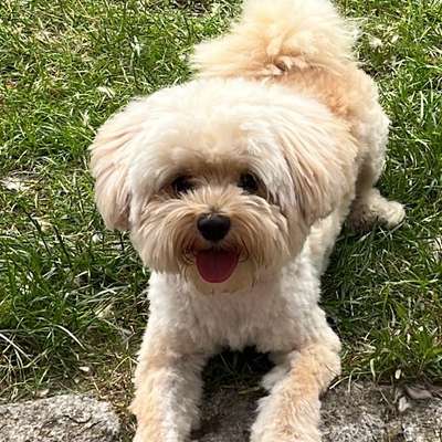 Hundetreffen-Spielkameraden gesucht-Bild