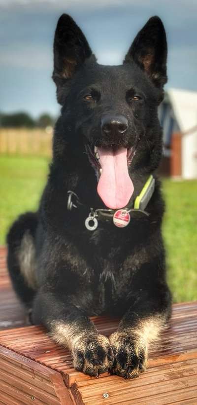 Zeigt mal die schönsten Bilder von euren Hunden !-Beitrag-Bild