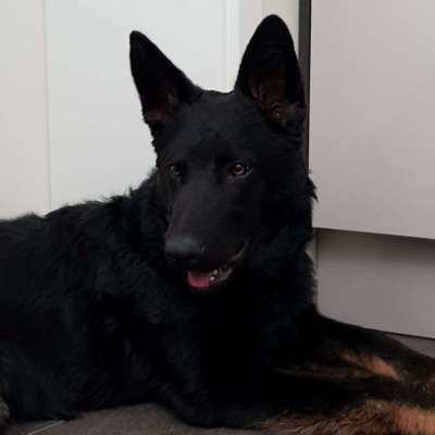 Zeigt mal die schönsten Bilder von euren Hunden !-Beitrag-Bild