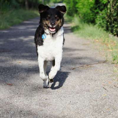 Hundetreffen-Gemeinsam spazieren gehen-Bild