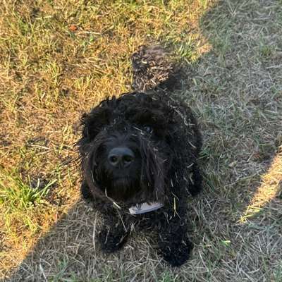 Hundetreffen-Hundekumpels für Spaziergänge und Spielen-Bild