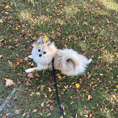Hundetreffen-Hilfe beim sozialisieren vom Hund und Spielfreunde-Bild