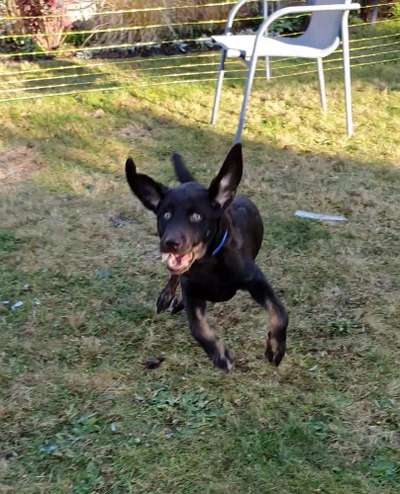 Zeige das lustigste Bild eures Hundis-Beitrag-Bild