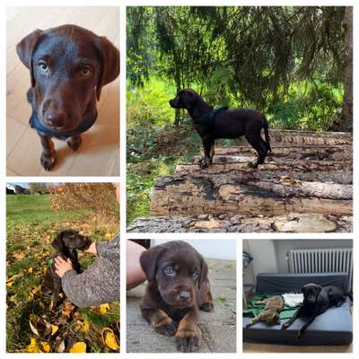 Labradorfans-Beitrag-Bild