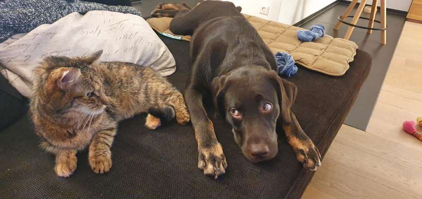 Hund und Katz Momente-Beitrag-Bild