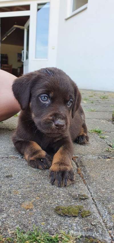 Welpen Bilder !-Beitrag-Bild