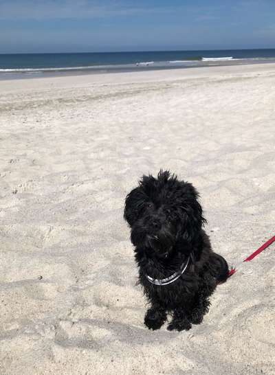 Die Dogorama Wochen Challenge: “Dein Hund im Urlaub”-Beitrag-Bild